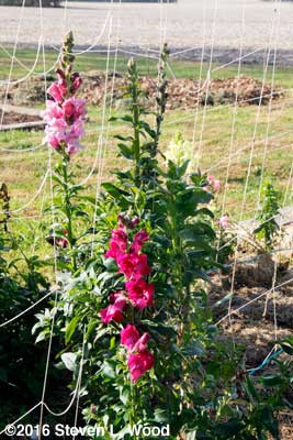 Snapdragons survive frost
