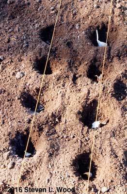 Garlic cloves in holes