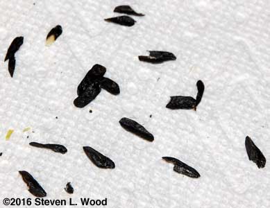 Hosta seeds
