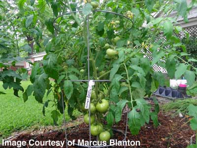Marcus Blanton's Earlirouge plant