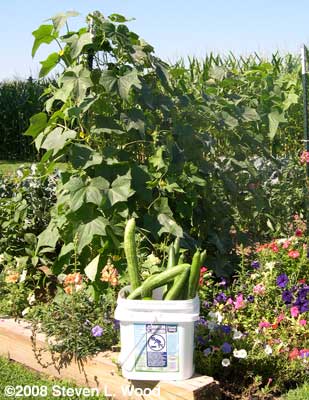 Our first crop of JLP peppers after rediscovering the variety