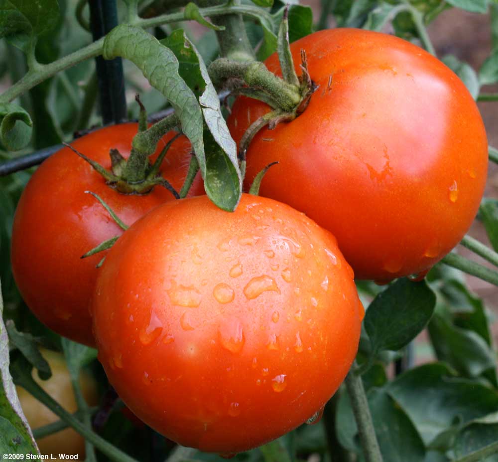 Not quite ripe Moira tomatoes on the vine