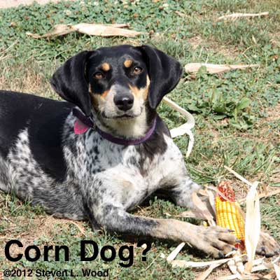 Corn dog?