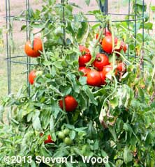 Earlirouge tomatoes