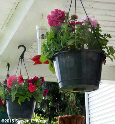 Double Cascade petunias