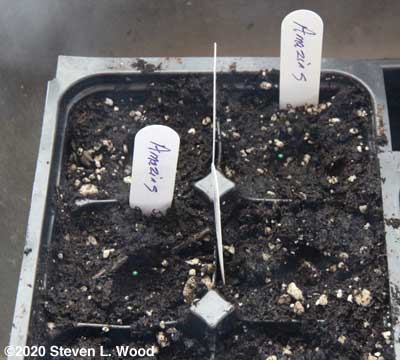 Seeding cauliflower