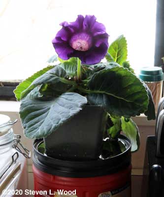 Gloxinia in bloom