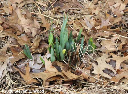 Daffodils up - February 7, 2020