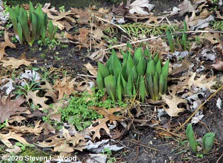 Tulips up - February 7, 2020