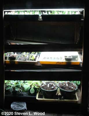 Plant rack on February 8, 2020