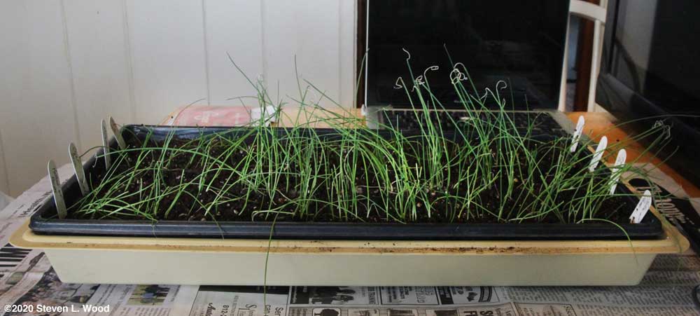 Onions in need of trimming