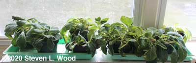 Gloxinias in sunroom