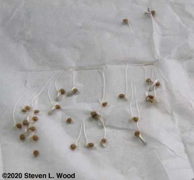 Successful Quinte tomato seed germination test