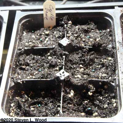 Seeding broccoli (seeds are green)
