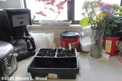 Perseverance petunias repotted