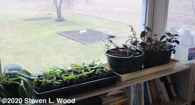 Plants moved to sunroom