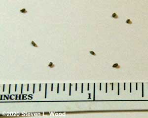 Tiny celery seed
