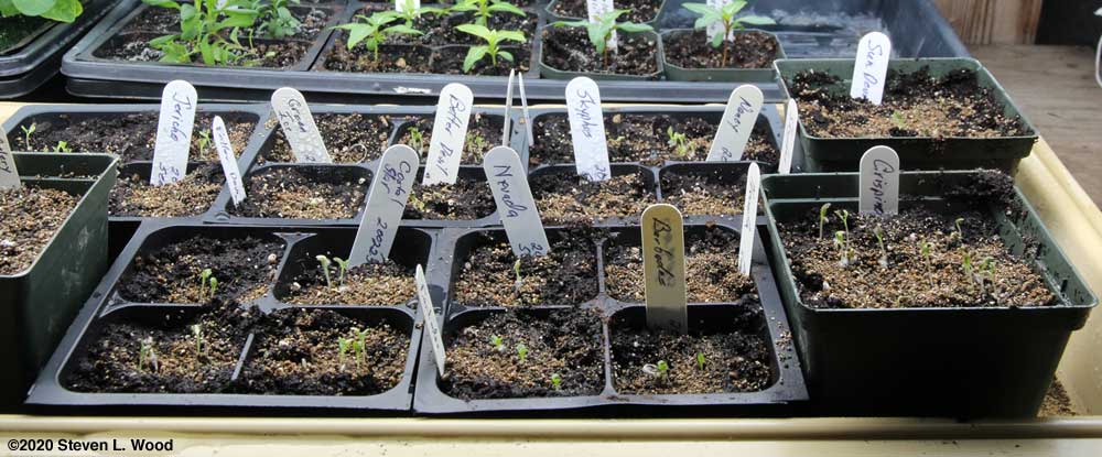 Lettuce germinating well