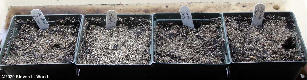 Communal pots seeded to daisies