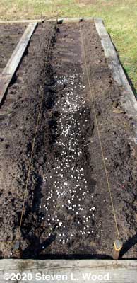 Champion of England pea seed in row