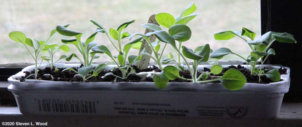 Perseverance petunias in egg carton