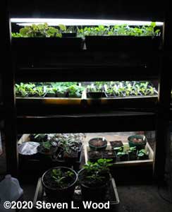 Crowded plant rack - March 14, 2020