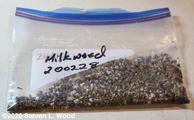 Milkweed seed stratified with perlite and vermiculite