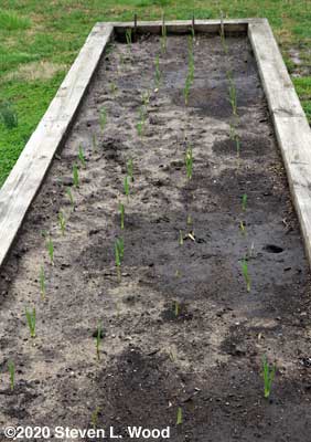 Garlic - March 20, 2020