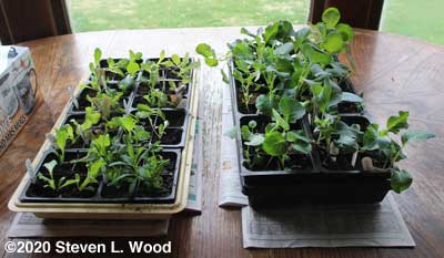 Lettuce and brassicas on dining room table