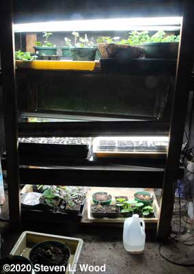 Plant rack - March 21, 2020