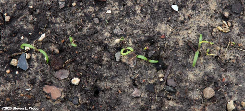 A little spinach emerging
