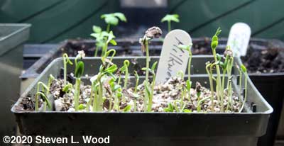 Milkweed up