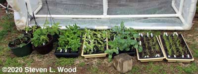 Cold frame plants - March 25, 2020