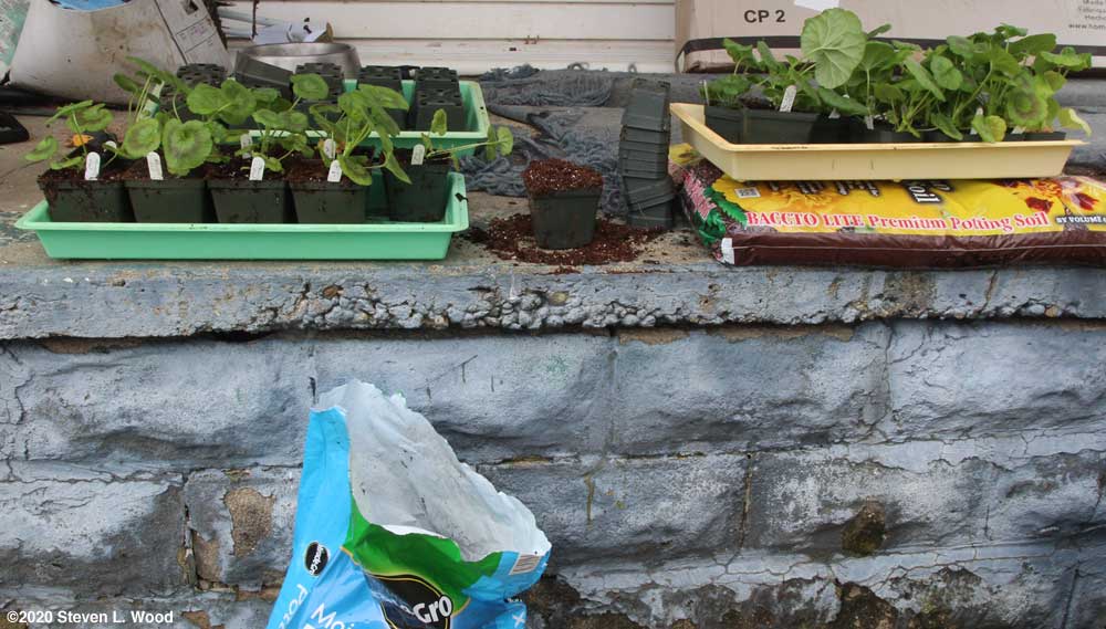 Uppotting geraniums