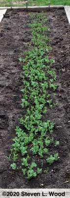 Pea plants putting out leaves
