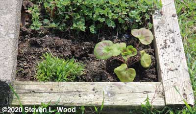 Overwintered dianthus, new geranium, and hacked back aggressive oregano