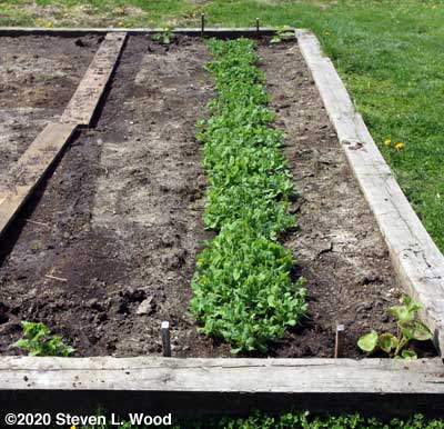 Petunias and geraniums around pea row