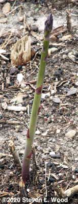 A tall, skinny asparagus spear
