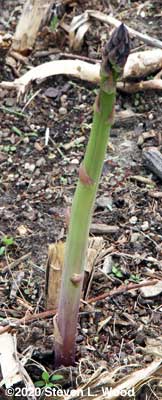 A bit taller and fatter spear of asparagus