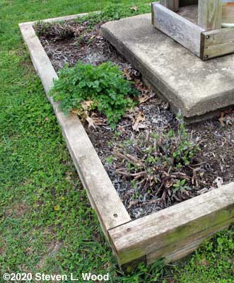 Sage plants coming to life and an overwintered parsley