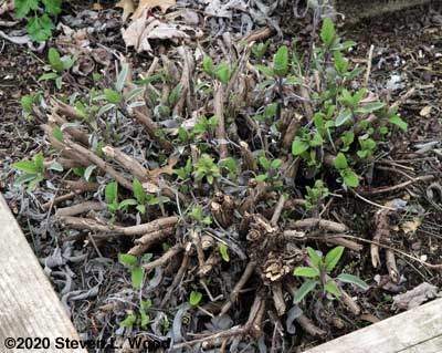 Sage plant comes to life