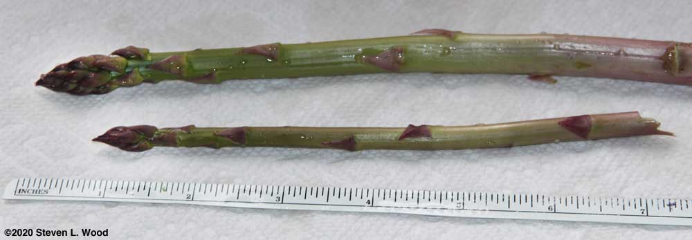 First asparagus of the season - April 4, 2020