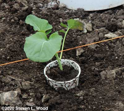 A "happy" broccoli transplant in a cutworm collar