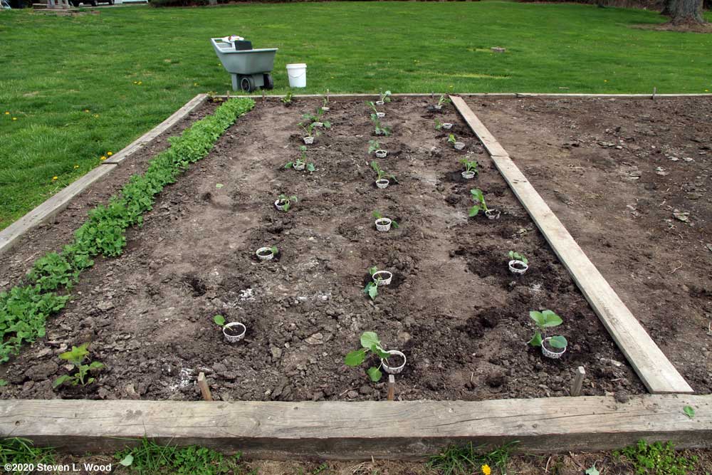 Brassicas transplanted