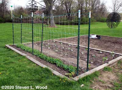 Double trellis around early peas