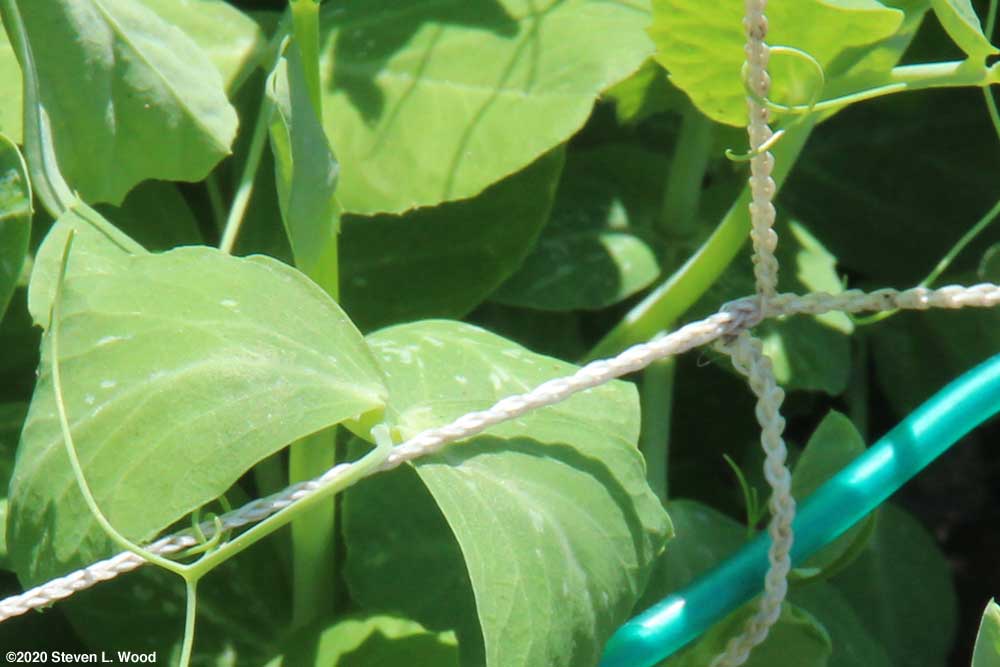 Pea tendrils wrapping around trellis netting