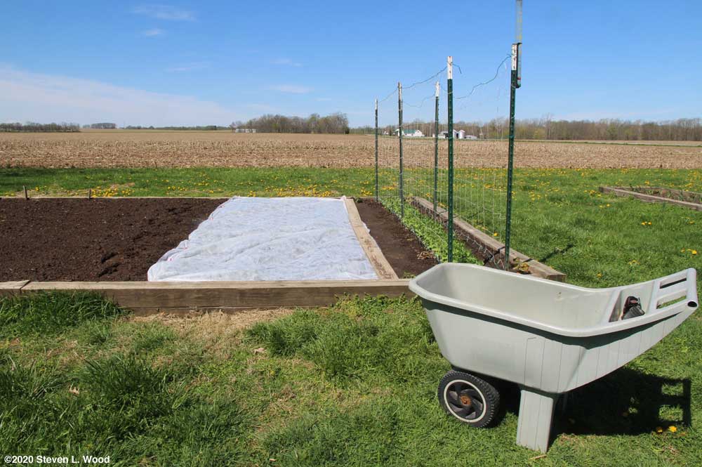 Floating row cover over brassicas