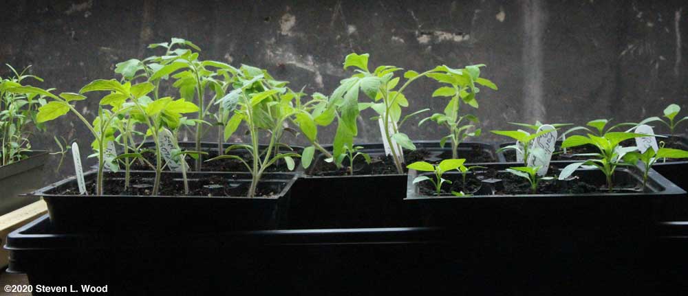 Earlirouge tomato and Earliest Red Sweet pepper transplants under lights