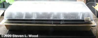 Tray seeded to tomatoes and peppers under lights and on a soil heating mat