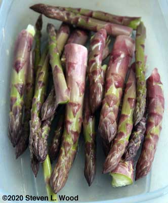 Picked asparagus